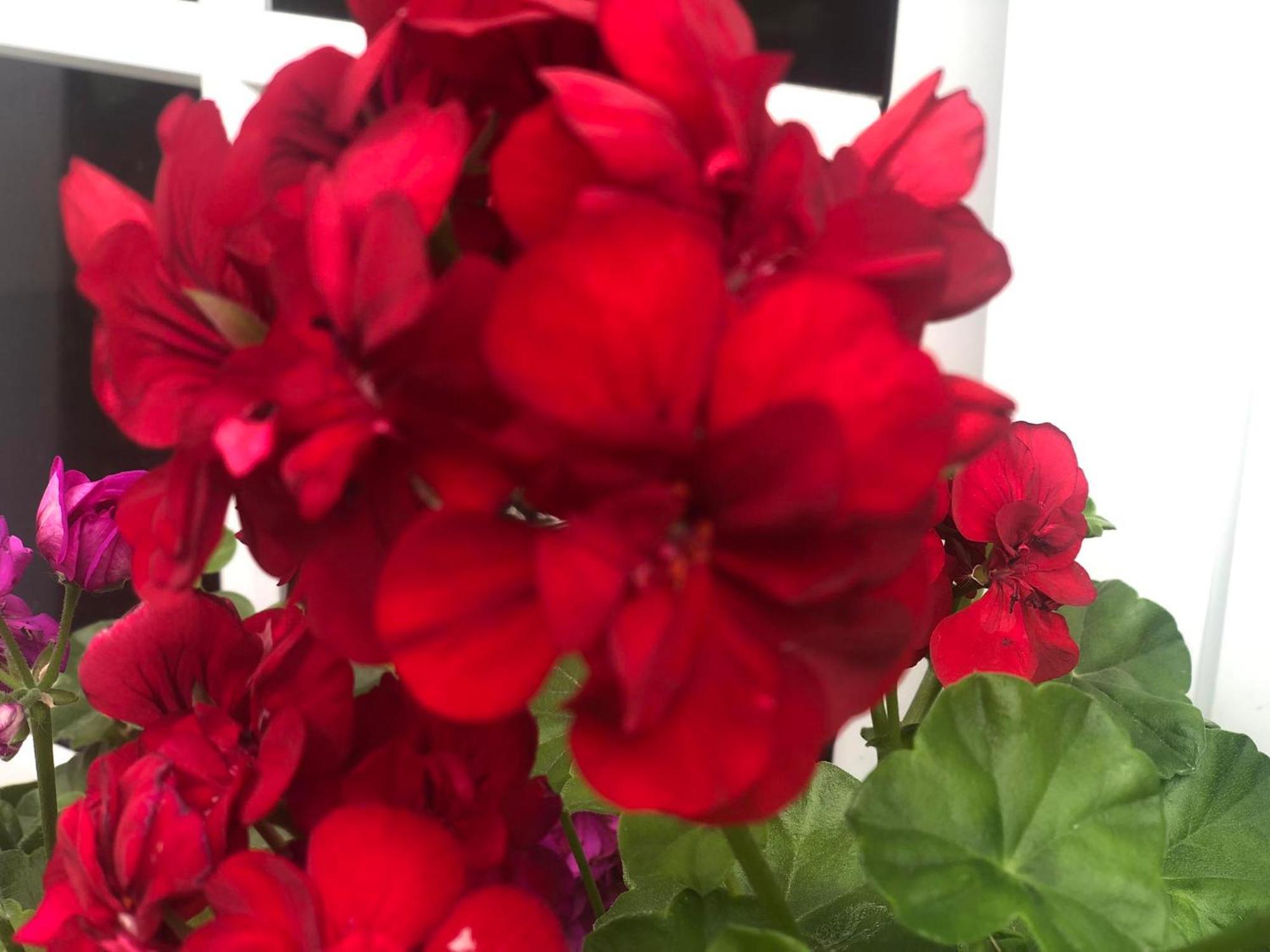 Vivenda Flor Βίλα Πόντα Ντελγκάντα Εξωτερικό φωτογραφία