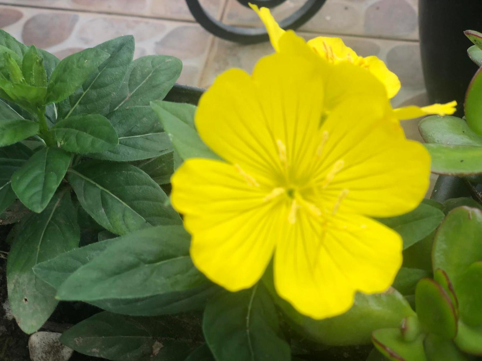 Vivenda Flor Βίλα Πόντα Ντελγκάντα Εξωτερικό φωτογραφία